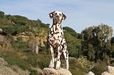 DALMATIEN 133